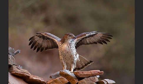 Habichtsadler (Aquila fasciata)