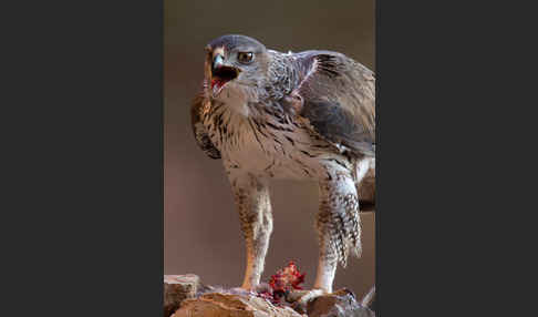 Habichtsadler (Aquila fasciata)