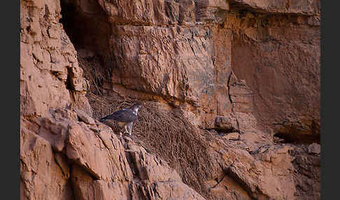 Habichtsadler (Aquila fasciata)