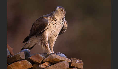 Habichtsadler (Aquila fasciata)