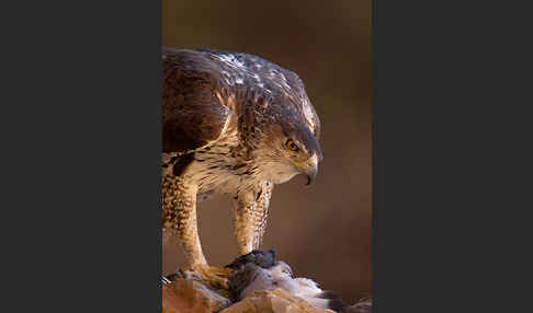 Habichtsadler (Aquila fasciata)