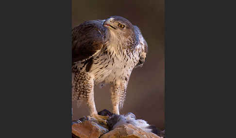 Habichtsadler (Aquila fasciata)