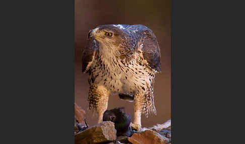 Habichtsadler (Aquila fasciata)