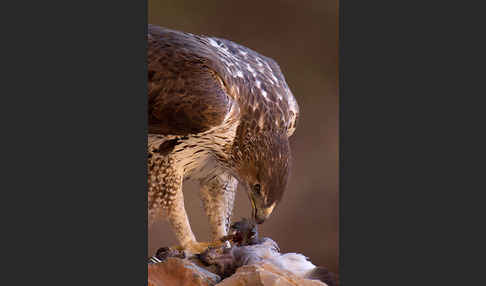 Habichtsadler (Aquila fasciata)