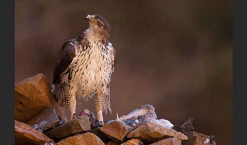 Habichtsadler (Aquila fasciata)