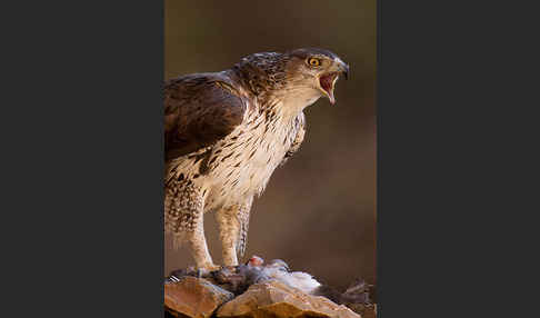 Habichtsadler (Aquila fasciata)