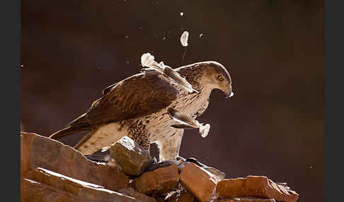 Habichtsadler (Aquila fasciata)