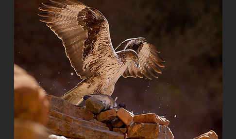 Habichtsadler (Aquila fasciata)