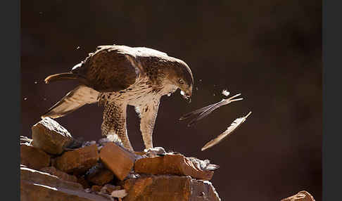 Habichtsadler (Aquila fasciata)