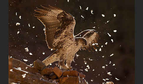 Habichtsadler (Aquila fasciata)