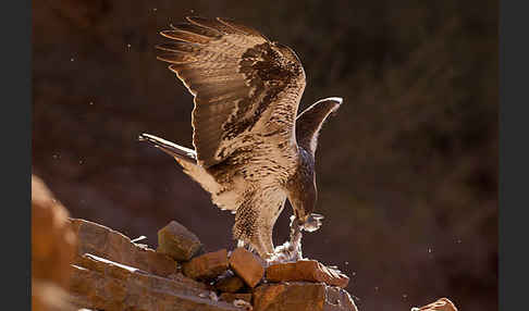 Habichtsadler (Aquila fasciata)