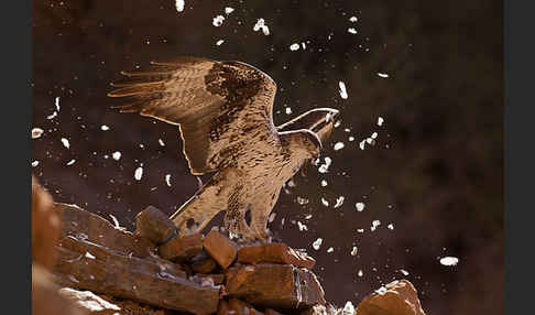 Habichtsadler (Aquila fasciata)