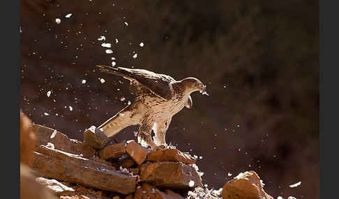 Habichtsadler (Aquila fasciata)