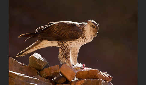 Habichtsadler (Aquila fasciata)