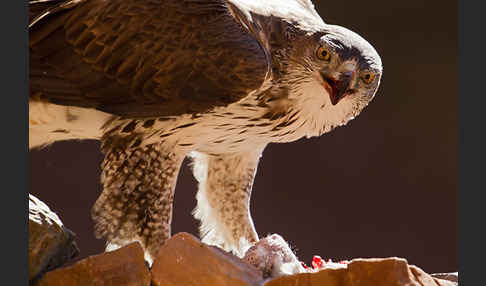 Habichtsadler (Aquila fasciata)