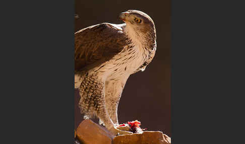 Habichtsadler (Aquila fasciata)