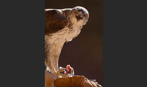 Habichtsadler (Aquila fasciata)