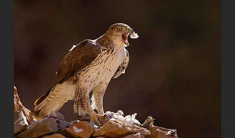 Habichtsadler (Aquila fasciata)