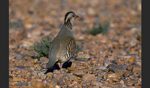 Felsenhuhn (Alectoris barbara)