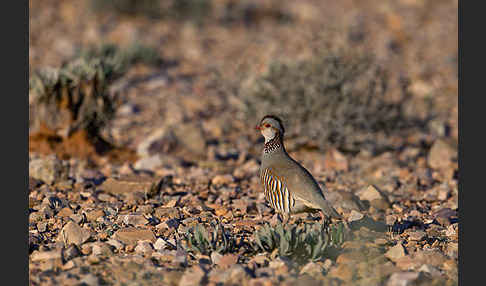 Felsenhuhn (Alectoris barbara)