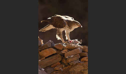 Habichtsadler (Aquila fasciata)