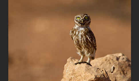 Steinkauz (Athene noctua)