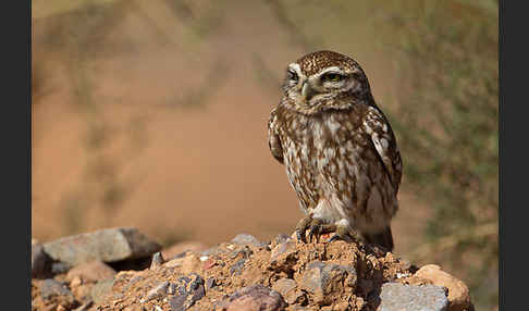 Steinkauz (Athene noctua)