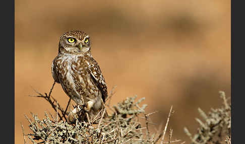 Steinkauz (Athene noctua)