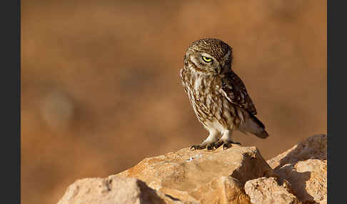 Steinkauz (Athene noctua)