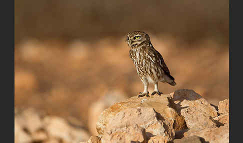 Steinkauz (Athene noctua)