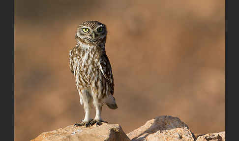 Steinkauz (Athene noctua)