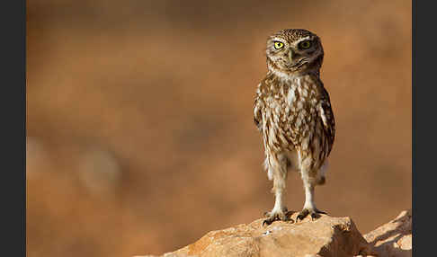 Steinkauz (Athene noctua)