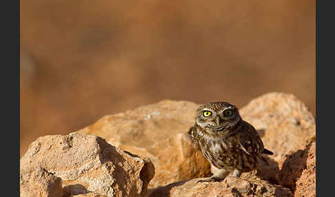 Steinkauz (Athene noctua)