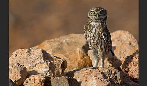 Steinkauz (Athene noctua)