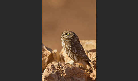 Steinkauz (Athene noctua)