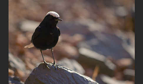 Saharasteinschmätzer (Oenanthe leucopyga)