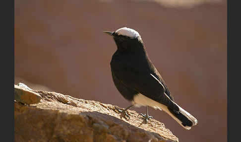 Saharasteinschmätzer (Oenanthe leucopyga)