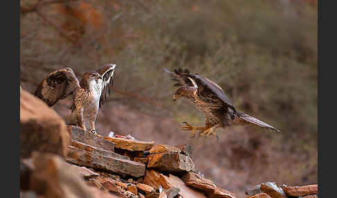 Habichtsadler (Aquila fasciata)