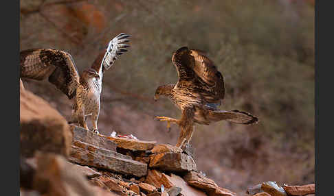 Habichtsadler (Aquila fasciata)