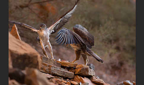 Habichtsadler (Aquila fasciata)