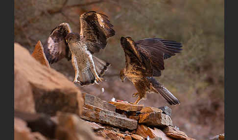 Habichtsadler (Aquila fasciata)