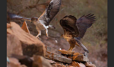 Habichtsadler (Aquila fasciata)