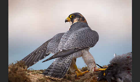 Wüstenfalke (Falco pelegrinoides)