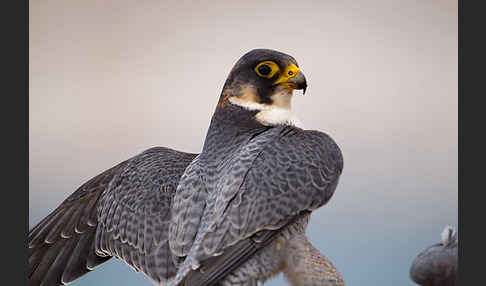 Wüstenfalke (Falco pelegrinoides)