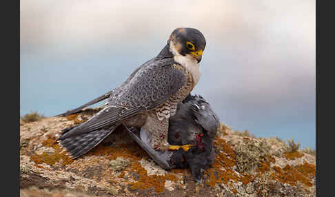 Wüstenfalke (Falco pelegrinoides)