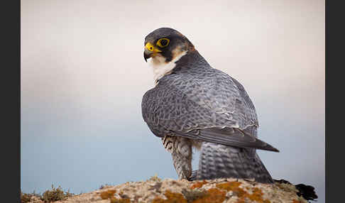 Wüstenfalke (Falco pelegrinoides)