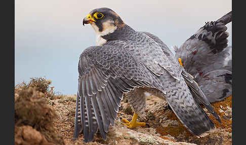 Wüstenfalke (Falco pelegrinoides)