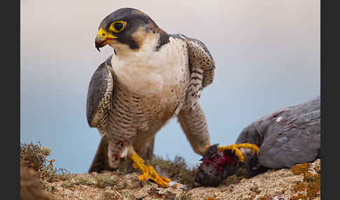 Wüstenfalke (Falco pelegrinoides)