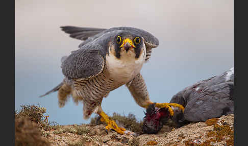 Wüstenfalke (Falco pelegrinoides)