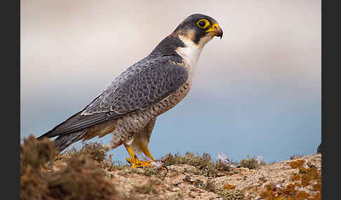 Wüstenfalke (Falco pelegrinoides)